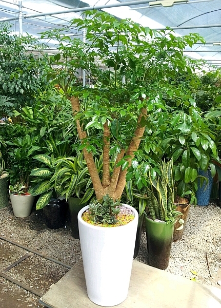 ູ