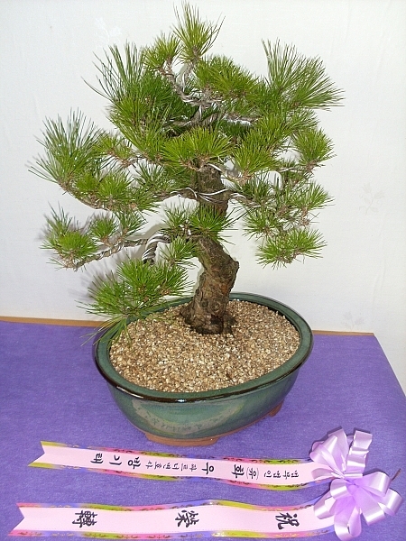 Ʈʺȣ   