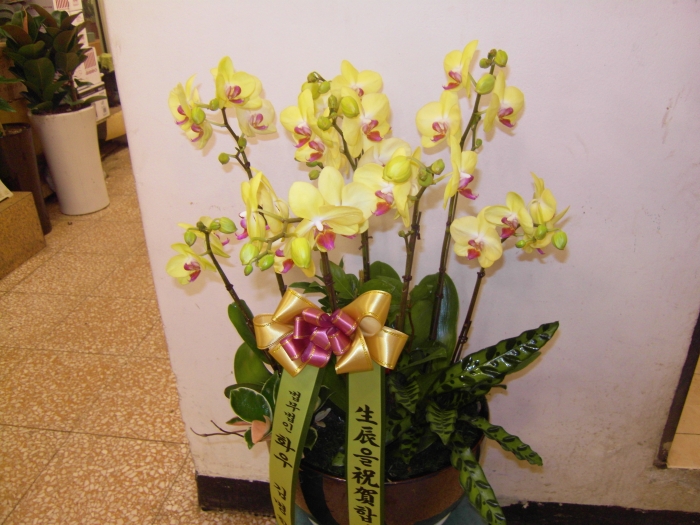  ȭ ( 躴 )